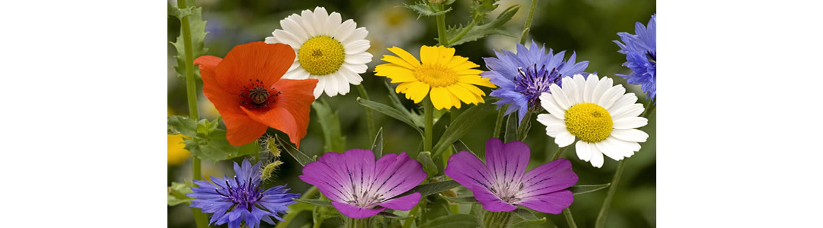 Blog 84648_lenguaje_de_las_flores.jpg