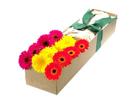 Flores VIVA COLORS